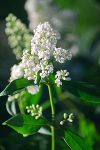 Close-up of white flowering plant