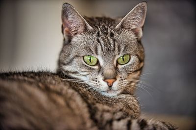 Close-up portrait of tabby cat