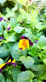 Close-up of yellow flowers