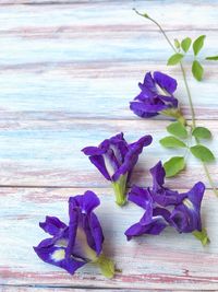 Close-up of purple flower on table