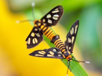 Close-up of butterfly on leaf