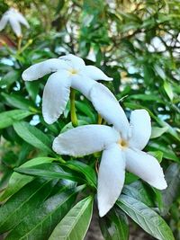 Close-up of white flower blooming outdoors