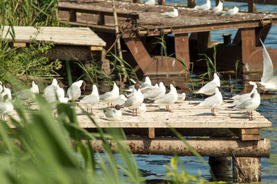 Seagulls perching on wooden post