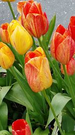 Close-up of flowers blooming outdoors