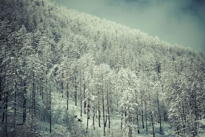 Scenic view of snow covered landscape