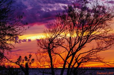 Silhouette of trees during sunset