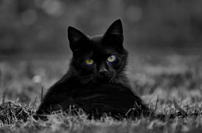 Portrait of black cat on grassy field