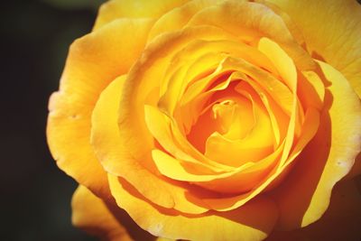 Close-up of yellow rose