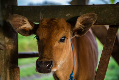 Close-up of horse outdoors