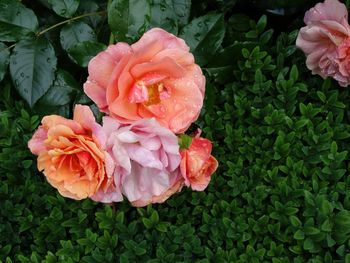 Close-up of pink flower