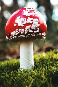 Close-up of fly agaric mushroom