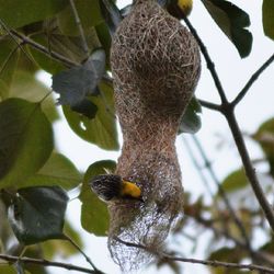 Close-up of bird perching on branch