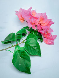 Close-up of pink rose against white background