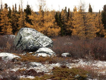 Scenic view of rocks in forest during autumn