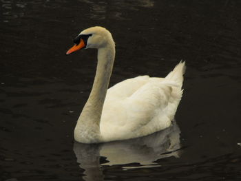 Bird in water