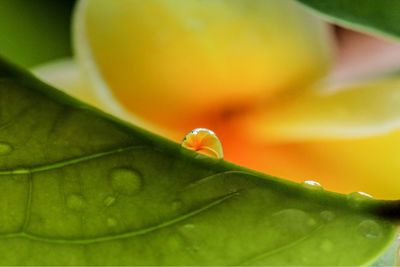 Close-up of insect on leaf