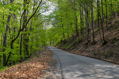 Road amidst trees in forest