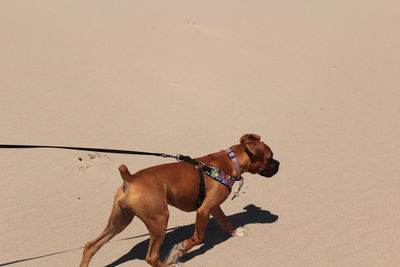 Boxer puppy on beach