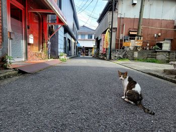 Cat sitting on street