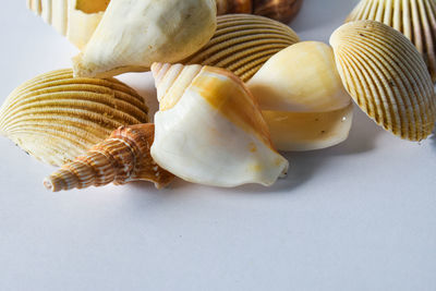 High angle view of shells on table