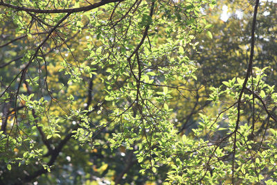 Trees growing in forest