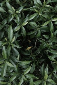 Full frame shot of fresh green plants