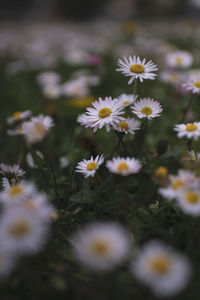 Close-up of white daisy flowers