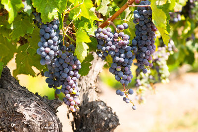 Close-up of grapes growing in vineyard