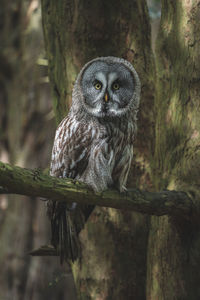 Close up of great grey owl perched in tree