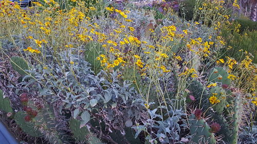 Close-up of yellow flowers