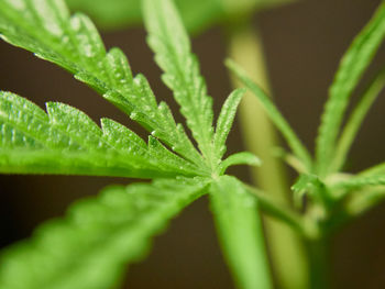 Close-up of wet plant