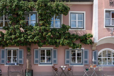 Potted plants on table against building