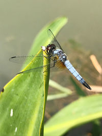 Close-up of blue lucida dragonfly on leaf