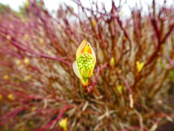 Close-up of yellow flowering plant