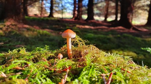 Close-up of mushroom growing in forest