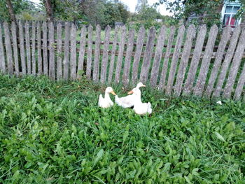 View of a cat on grass