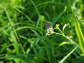 Close-up of butterfly on grass