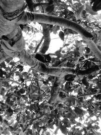 Close-up of hand holding flower tree