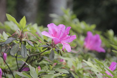 Close-up of pink flowering plant