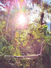 Sunlight streaming through trees in forest