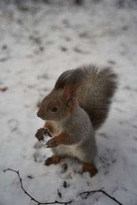 Close-up of squirrel on snow covered land