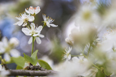 Close-up of flowers growing on tree