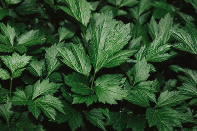 Close-up of leaves on plant