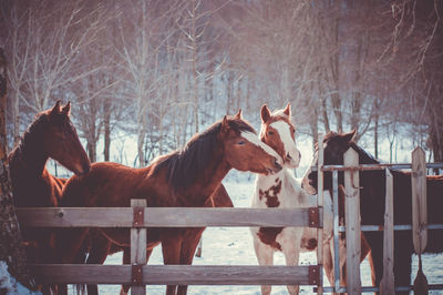 Horses standing at farm against bare trees