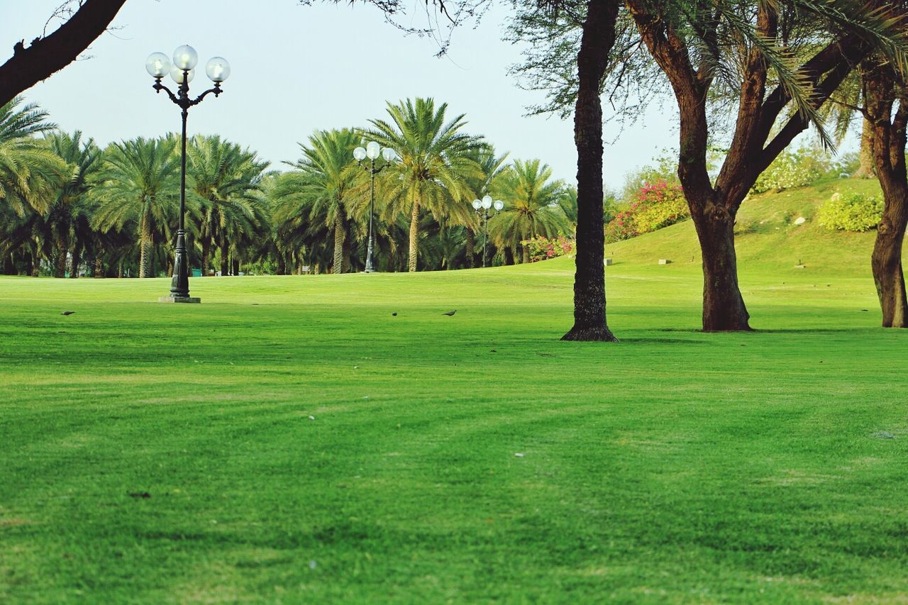 tree, grass, green color, tree trunk, tranquility, tranquil scene, growth, beauty in nature, nature, scenics, landscape, field, grassy, park - man made space, shadow, green, branch, sunlight, idyllic, palm tree