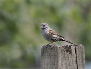 Dunnock on post