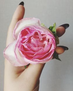 Close-up of woman hand holding pink rose