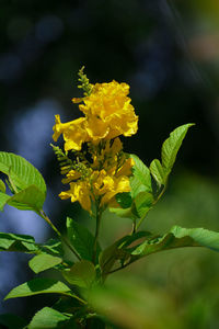 Close-up of yellow flowering plant