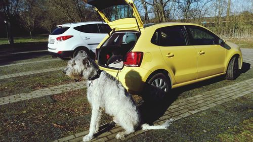 Dog in car