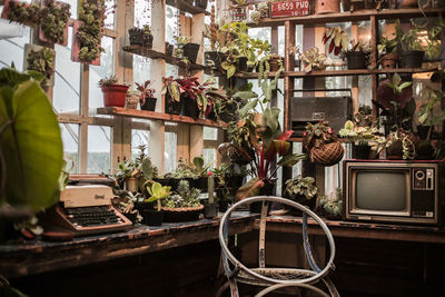 Potted plants in front of building